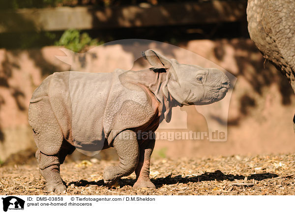 great one-horned rhinoceros / DMS-03858
