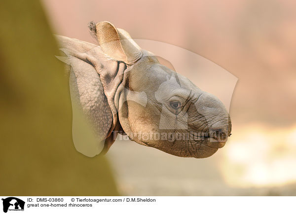 great one-horned rhinoceros / DMS-03860