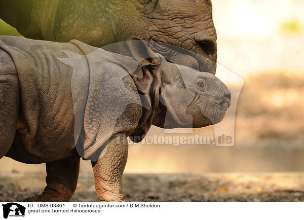 great one-horned rhinoceroses / DMS-03861