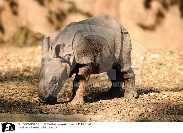 great one-horned rhinoceros / DMS-03863