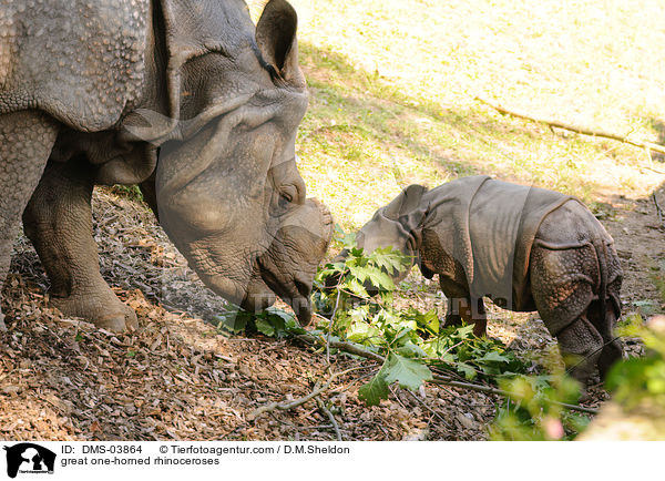 Panzernashrner / great one-horned rhinoceroses / DMS-03864