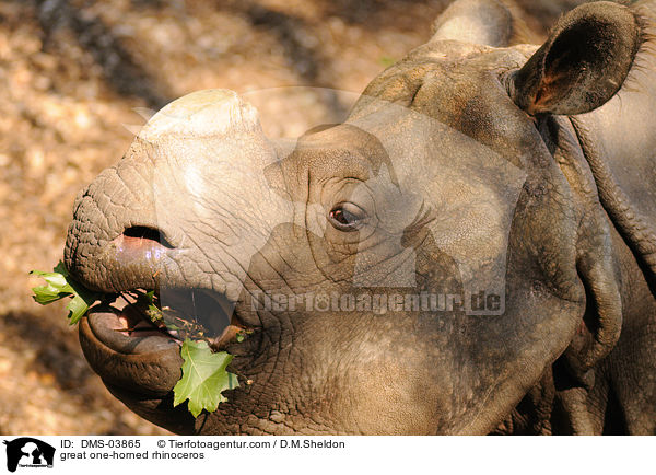 great one-horned rhinoceros / DMS-03865