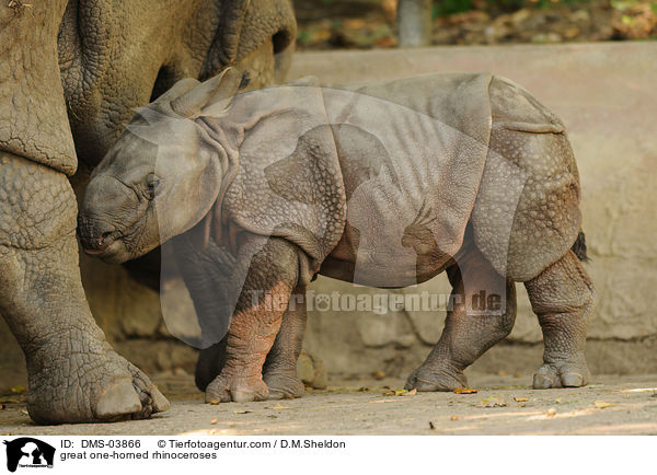 Panzernashrner / great one-horned rhinoceroses / DMS-03866