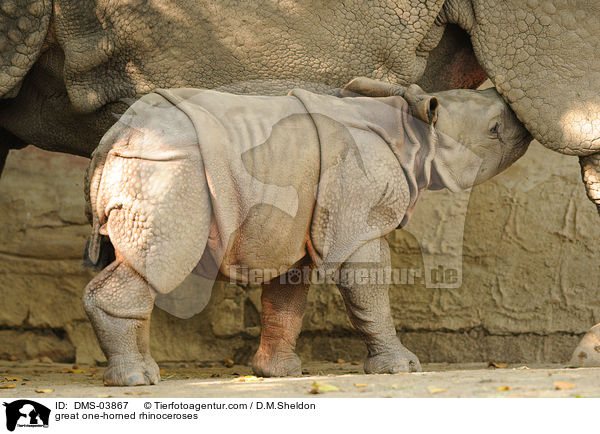 Panzernashrner / great one-horned rhinoceroses / DMS-03867
