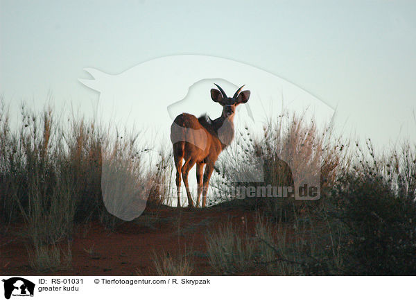 greater kudu / RS-01031