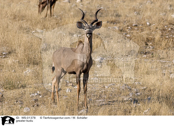 greater kudu / WS-01378