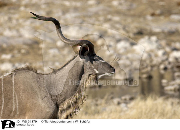 Groer Kudu Bock / greater kudu / WS-01379