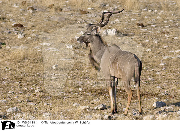 Groer Kudu Bock / greater kudu / WS-01381