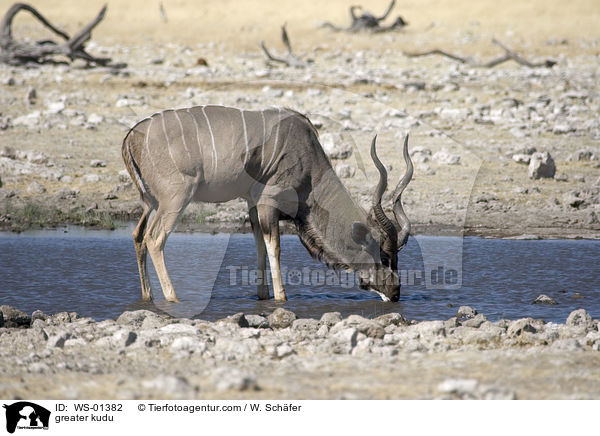 greater kudu / WS-01382