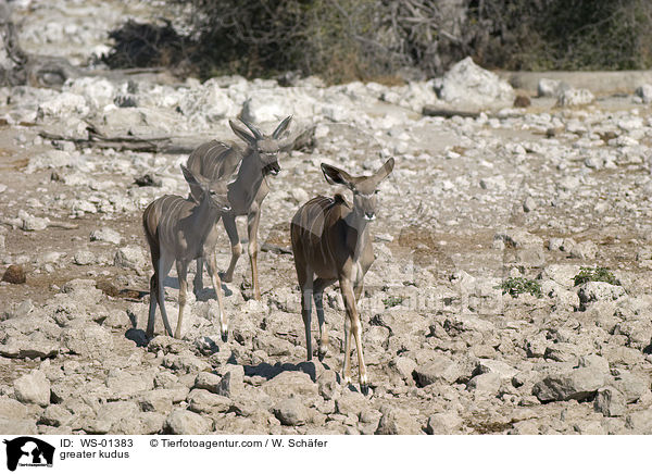 Groer Kudu Weibchen / greater kudus / WS-01383