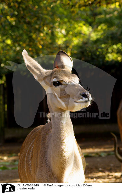 greater kudu / AVD-01849