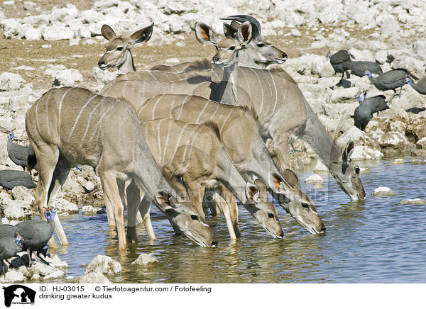 trinkende Groe Kudus / drinking greater kudus / HJ-03015