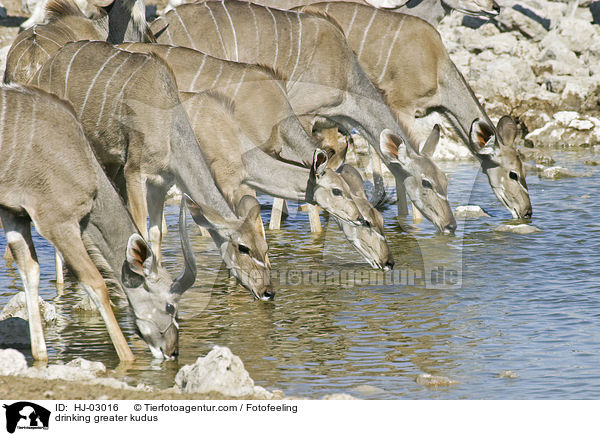 trinkende Groe Kudus / drinking greater kudus / HJ-03016