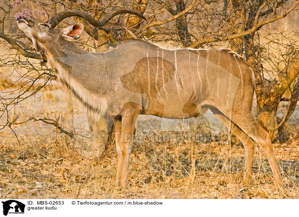 Groer Kudu / greater kudu / MBS-02653