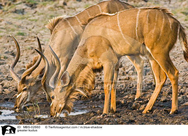 Groe Kudus / greater kudus / MBS-02660