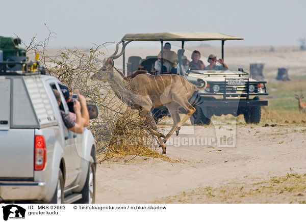 Groer Kudu / greater kudu / MBS-02663