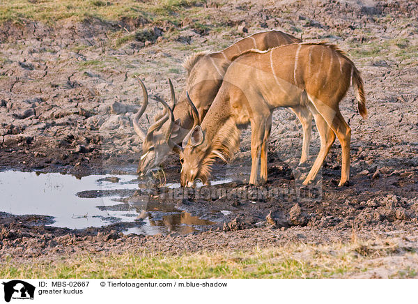 Groe Kudus / greater kudus / MBS-02667
