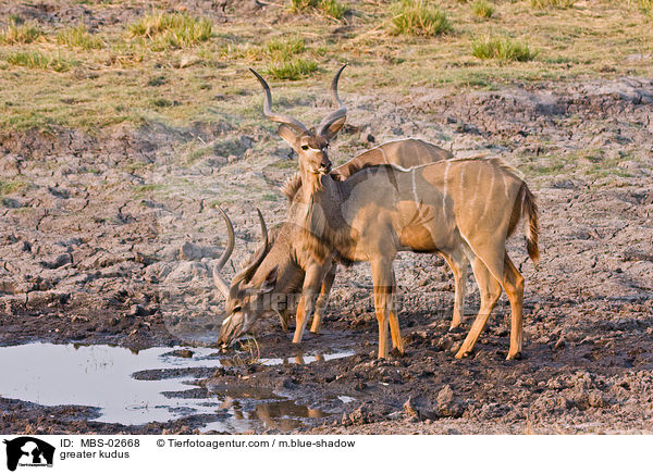 greater kudus / MBS-02668