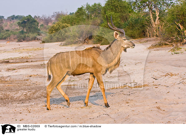 greater kudu / MBS-02669