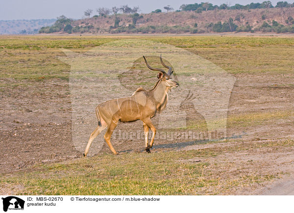 Groer Kudu / greater kudu / MBS-02670