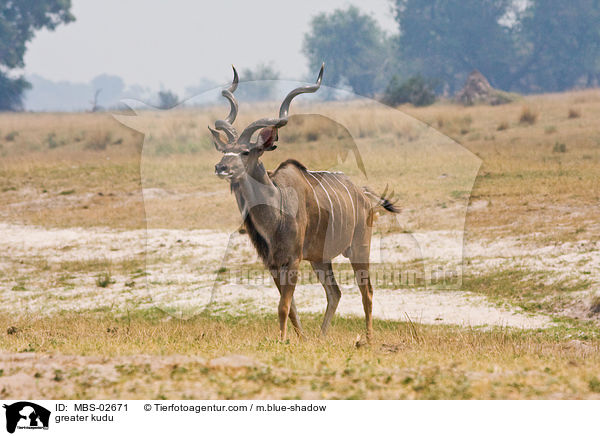 greater kudu / MBS-02671