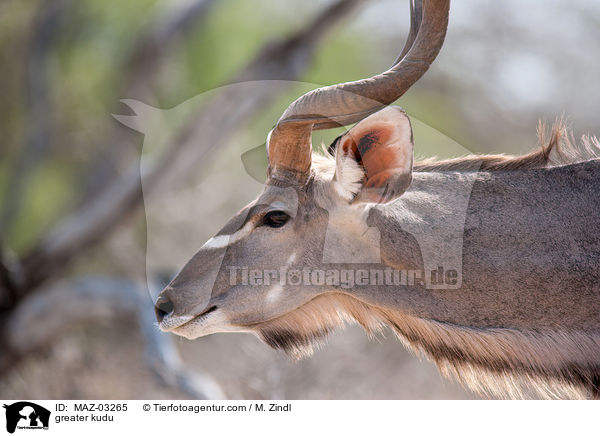 Groer Kudu / greater kudu / MAZ-03265