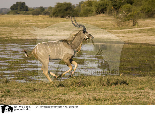 greater kudu / WS-03617