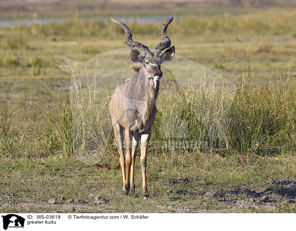 Groer Kudu / greater kudu / WS-03618