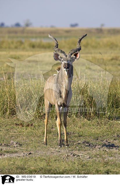 Groer Kudu / greater kudu / WS-03619