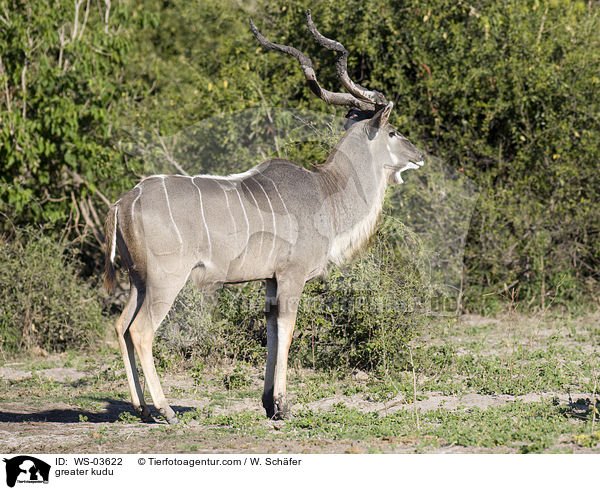 Groer Kudu / greater kudu / WS-03622