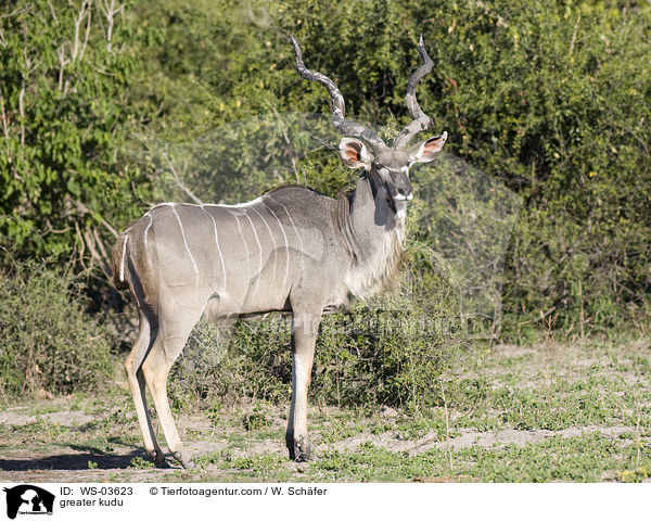 greater kudu / WS-03623