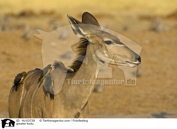 Groer Kudu / greater kudu / HJ-03728