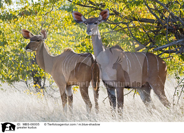greater kudus / MBS-06005