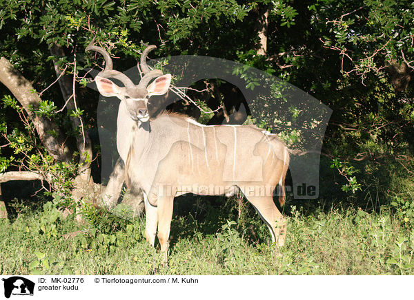 Groer Kudu / greater kudu / MK-02776