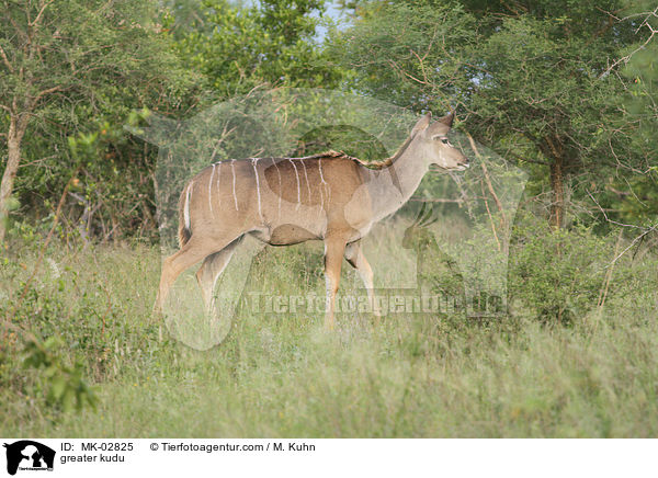 Groer Kudu / greater kudu / MK-02825