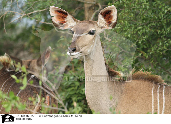 Groer Kudu / greater kudu / MK-02827