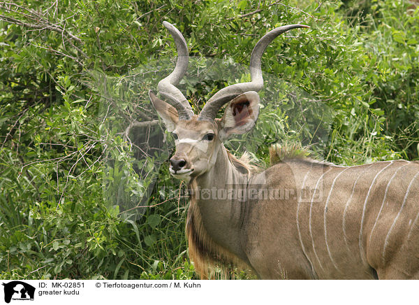 Groer Kudu / greater kudu / MK-02851