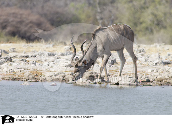 Groer Kudu / greater kudu / MBS-12093