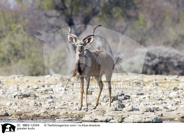 Groer Kudu / greater kudu / MBS-12094