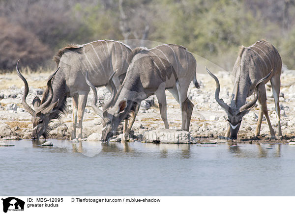 greater kudus / MBS-12095