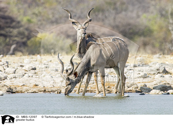 Groe Kudus / greater kudus / MBS-12097