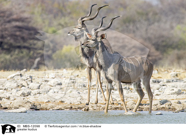 Groe Kudus / greater kudus / MBS-12098