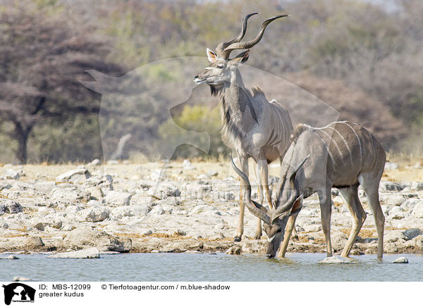 greater kudus / MBS-12099