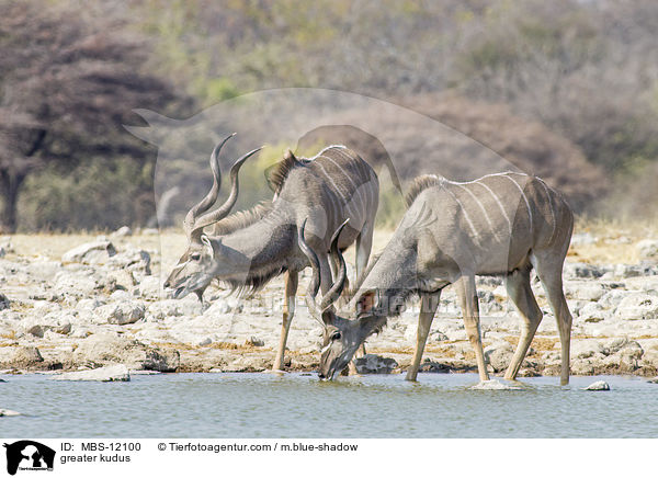 greater kudus / MBS-12100