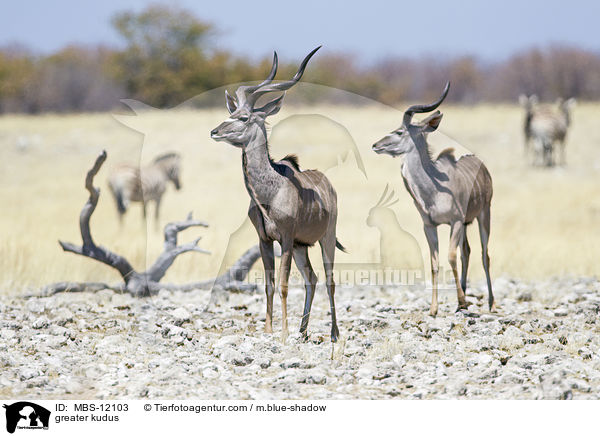 greater kudus / MBS-12103