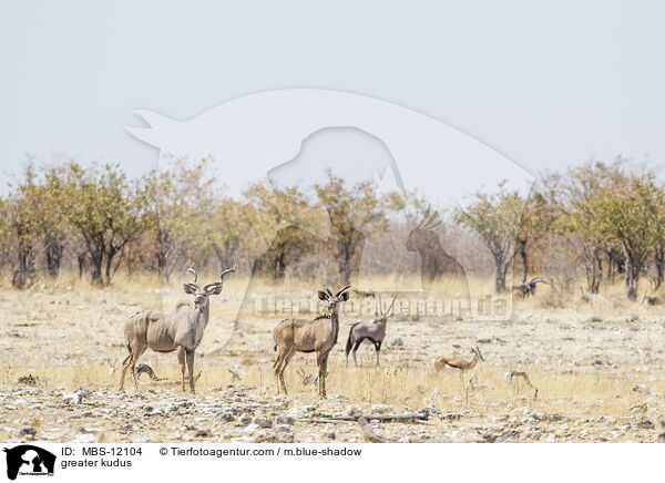 greater kudus / MBS-12104