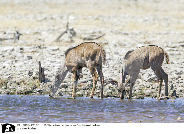 greater kudus / MBS-12105