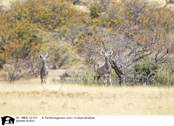 greater kudus / MBS-12107