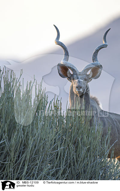 Groer Kudu / greater kudu / MBS-12109