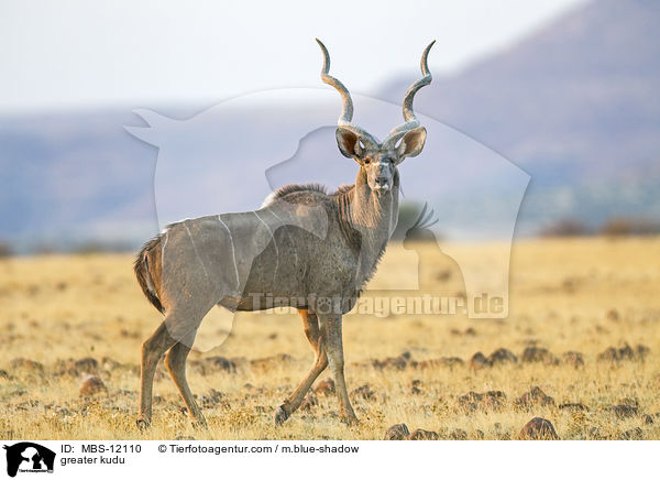 greater kudu / MBS-12110